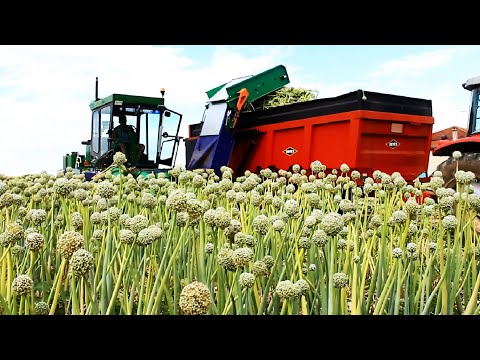 Modern Agriculture Harvest Technology - Onion Seed, Green onion, Tomato Harvesting Machine 2021