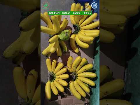 Masih Gak Percaya Bibit Imut Bisa Jadi Tandan Jumbo Padat? Nih Buktinya! #shorts