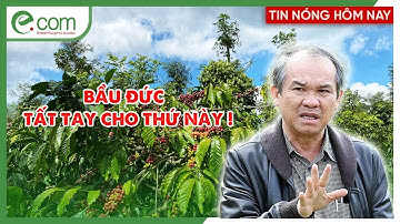 Sau Sầu Riêng Triệu Đô, Bầu Đức “Ra Tay” Với 10.000 ha Cà Phê Arabica!