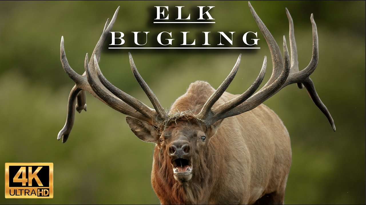 Elk Bugling During the Rut Season - YouTube