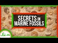 3 Secrets About Ancient Earth, Hidden in Marine Fossils