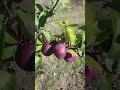 apple season. #homeharvest  #apples #pei #shorts #canada