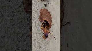 Inside the Amazing Nest-Building Skills of the Potter Wasp