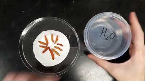 Nematodes: in vivo culture using White traps