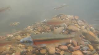 Chub nests and river snorkeling in the Southern Appalachians