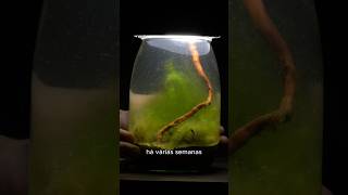 Abri um pote com água de poça após 2 semanas… e ele estava vivo