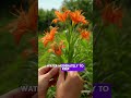 How to Grow African Corn Lilies: Beginner&rsquo;s Easy Care Guide for Starry Spring Blooms