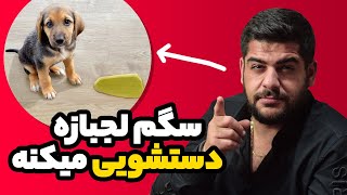 لجبازی در سگ ها | سگم لجبازی میکنه برای آموزش دستشویی