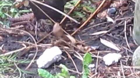 Blackbird building a nest