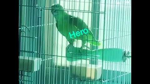 الاسطوره كابتن Hero بطل الامزونات الناطقه (☎️39969641) سورة الكوثر