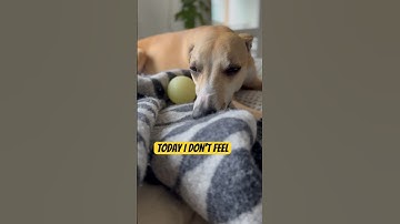 I’m doing anything today #cute #whippet #dog video