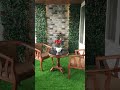 Vertical garden, Artificial grass  work