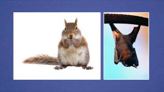 Walnut Valley Pest Control - Diamond Bar, CA