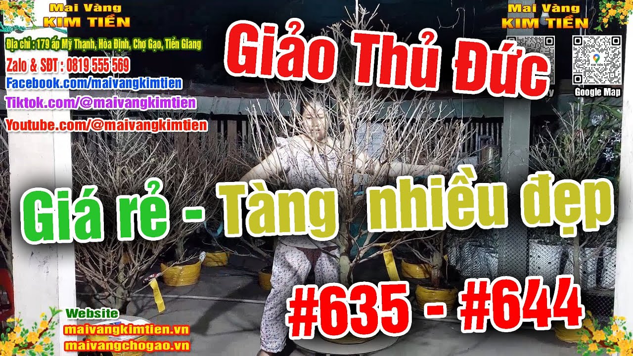 Cây Mai Giảo Thủ Đức Đẹp Tàng Tròn Mai Vàng Kim Tiền Chợ Gạo