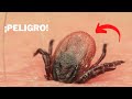 Los INSECTOS más PELIGROSOS y Mortales del MUNDO