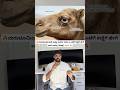 Why Nature Gave Camels 3 Eyelids! 🐪👀#nature #animals #shorts