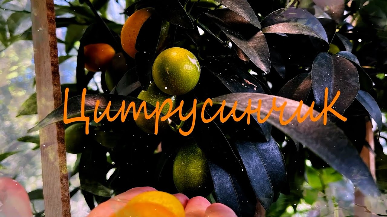 Поставка растений от Всадников