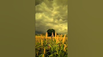 الآية 204 و 205 من سورة الأعراف بصوت القارئ ماهر المعيقلي