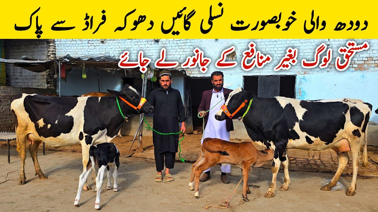 Milking Cow Doodh Wali Gaye Dera Malik Razamat Haripur February 2026