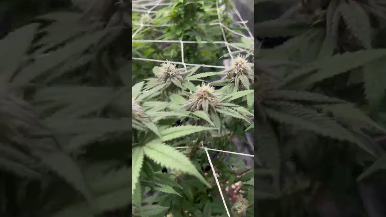 Garden update. Stacking on the buds