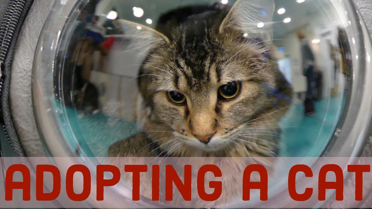 adopting a cat from a cat cafe - YouTube