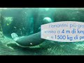 Acquario Lamantini 360