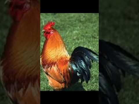 ማታቁዋቸው አስገራሚ እውነታዎች Ethiopia Habesha Abiyahmed Ethiopianmusic Oromo Amharic Tigray