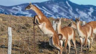 4) ESTANCIA Y CABAÑA CONDOR, RIO GALLEGOS - SANTA CRUZ 2018