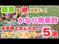 雑草対策になるグランドカバー5選！手軽で効果的なやり方！