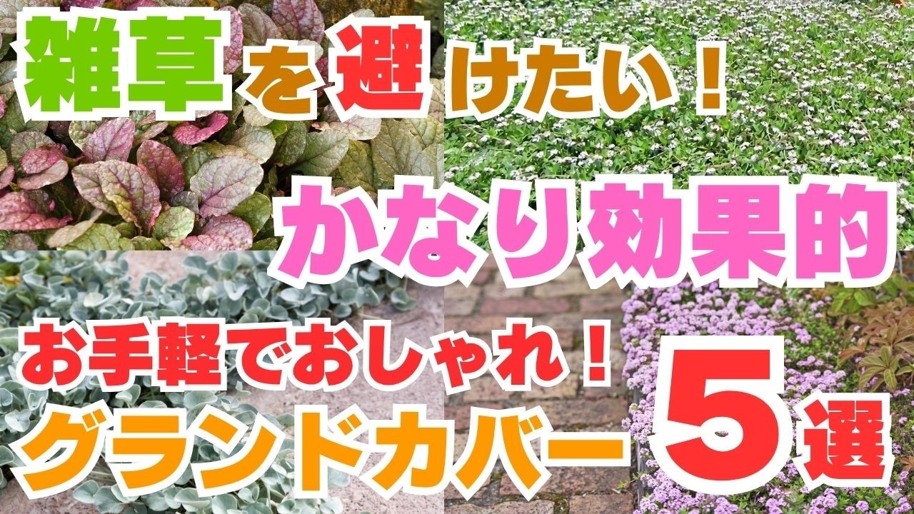 雑草対策になるグランドカバー5選！手軽で効果的なやり方！
