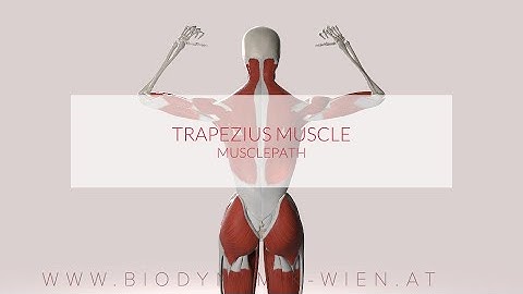 Trapezius Muscle: Musclepath (3D Animation)