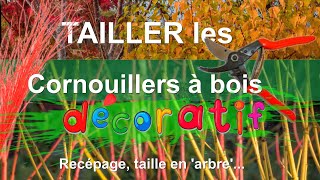 Cornouillers à bois coloré : quand, pourquoi et comment tailler ? [Recépage, taille 'en arbre'...]