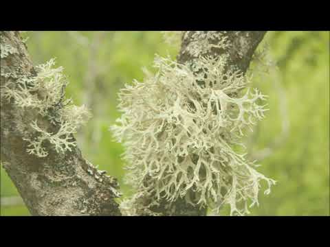 Video: Moss Tsetraria Islandese - Indicazioni Per L'uso, Proprietà