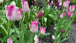 Download Lagu Tulips are beautiful in May! My urban English-style Cottage Garden! MP3