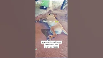 Mbwa Wa Hovyo Kweli Eti Anaota Yupo Ulaya Whowillbemylifepartnerta Cow 