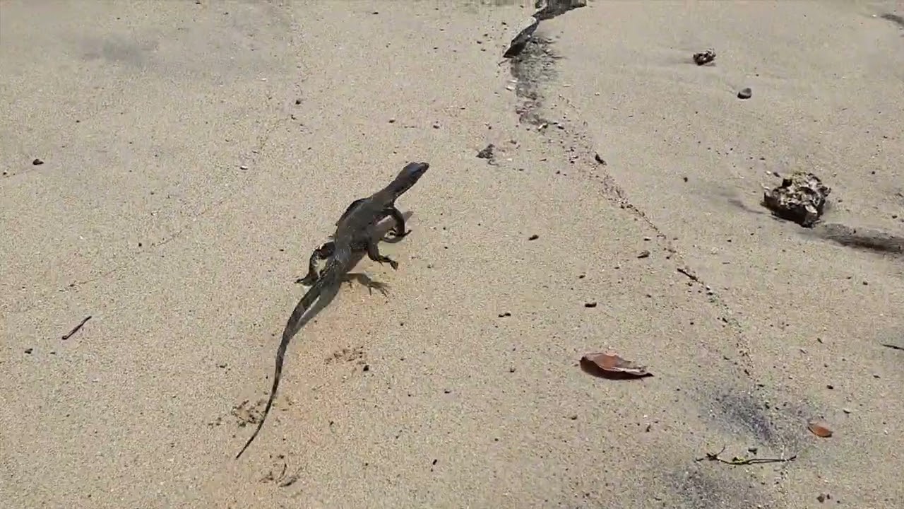 Chasing Giant Lizard on the Beach in Indonesia: 