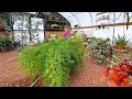 Tips on Potting Large Plants into Bigger Containers | Asparagus Fern // The Lawrence Garden Farm
