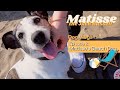 Dog vlogs  ep 2 matisses beach day  matisse the jack russell