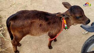 छोटी गईया प्यारी गईया || Gaiya Meri Gaiya || Choti Gaiya Pyari Gaiya || #cow By Skool Tone