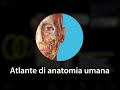 Atlante di anatomia umana  introduzione agli account utente visible body