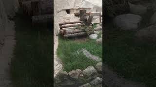 Новые панды. Московский зоопарк