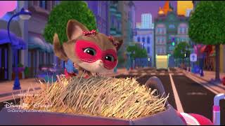 Superkitties: Bitsy’s vlog (Country Cat)