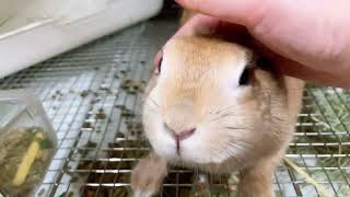 【和泉本店】ホテル宿泊中のうさぎさん🐰2024.4.28 by ラビットルルホテルちゃんねる 102 views 11 days ago 9 seconds