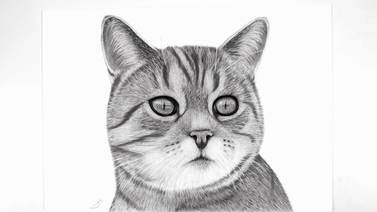 Pencil Sketch How To Draw A Realistic Cat Youtube