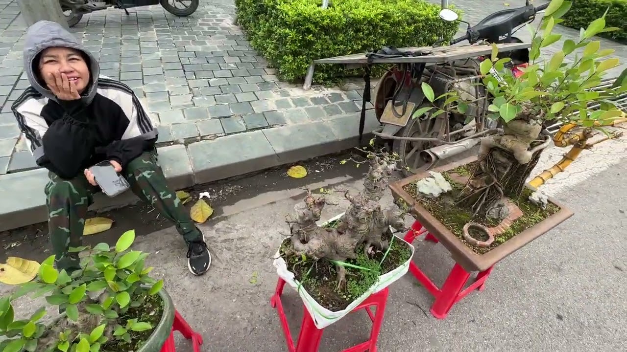 LÃI NGAY CÂY TỬ - TÁC PHẨM ỔI BONSAI ĐẸP QUÁ, BÁO GIÁ CÂY CỦA HƯƠNG