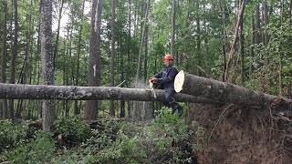 Валка Осины вывернуло Дуба с корням на 70 см Stihl MS 361