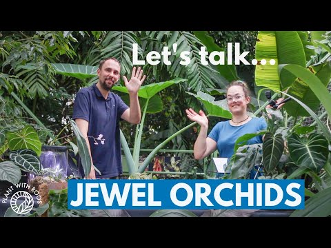 Video: Ludisia Orchid Care - Wenke vir die kweek van juweel-orgideë