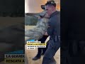 La Guardia Civil rescata a un perro del incendio de Pelayos de la Presa #shorts
