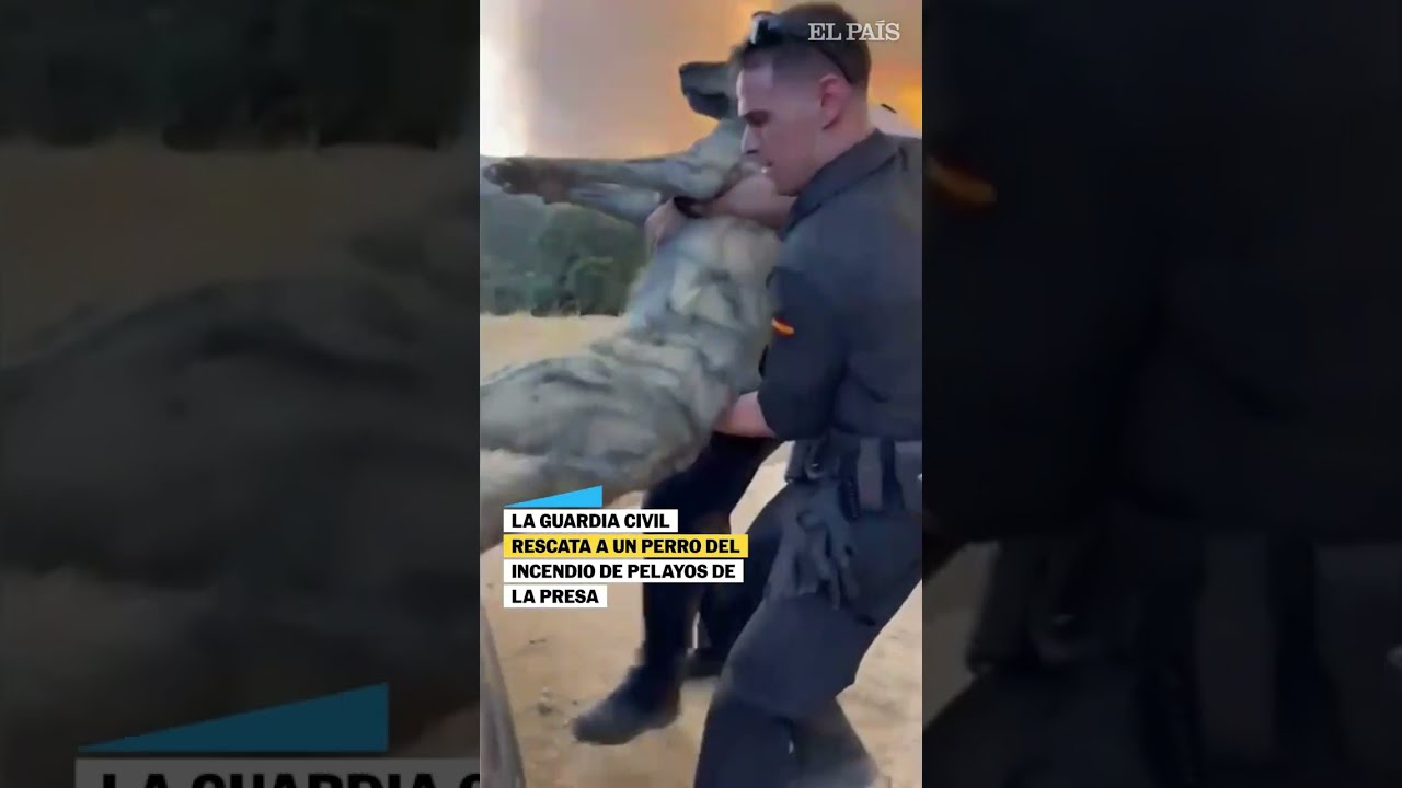 La Guardia Civil rescata a un perro del incendio de Pelayos de la Presa #shorts