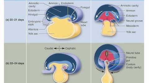 Chapter 29   Embryonic Folding and Organogenesis